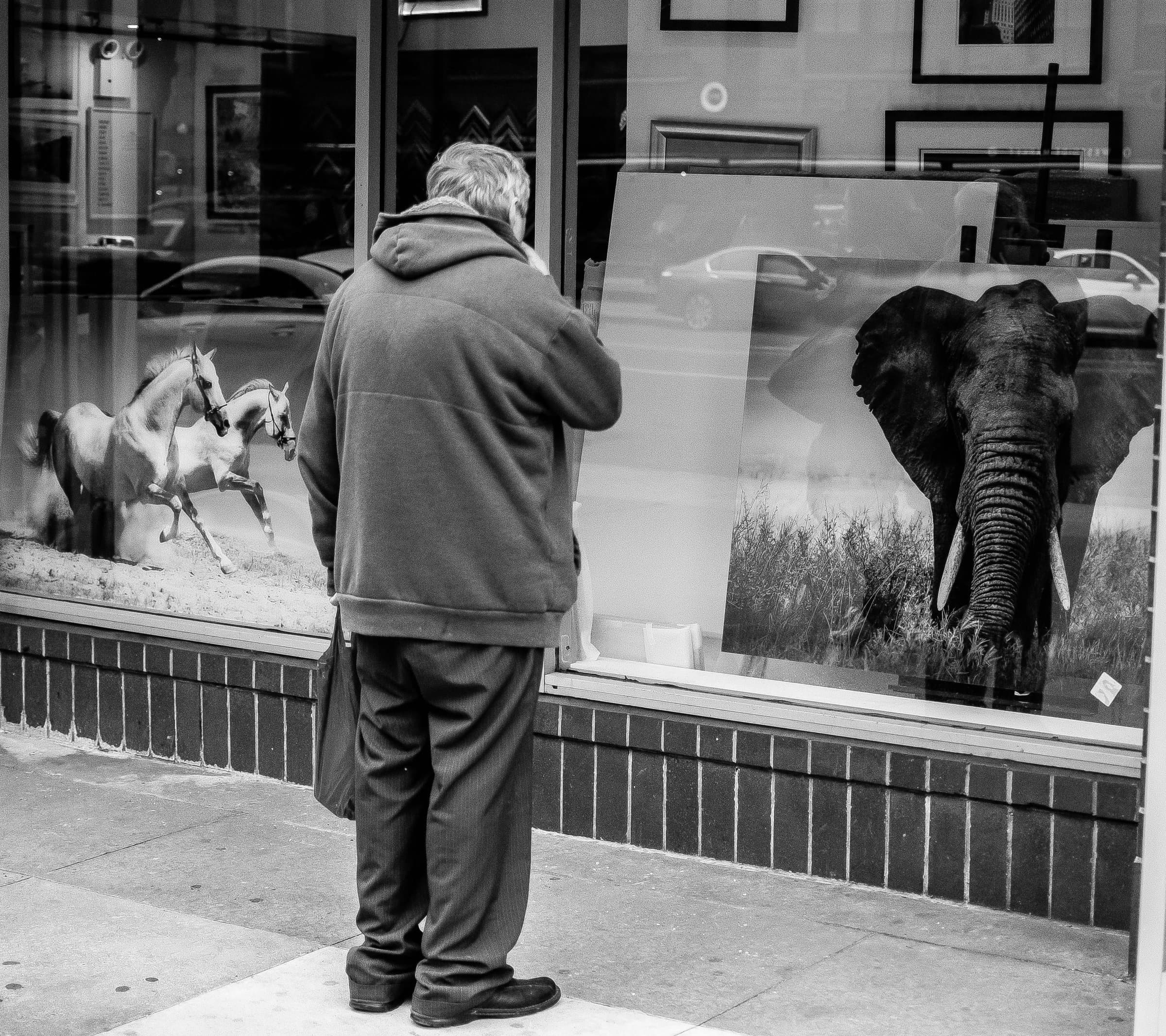Man standing with his back to the camera, studying animal photography prints in a gallery window
