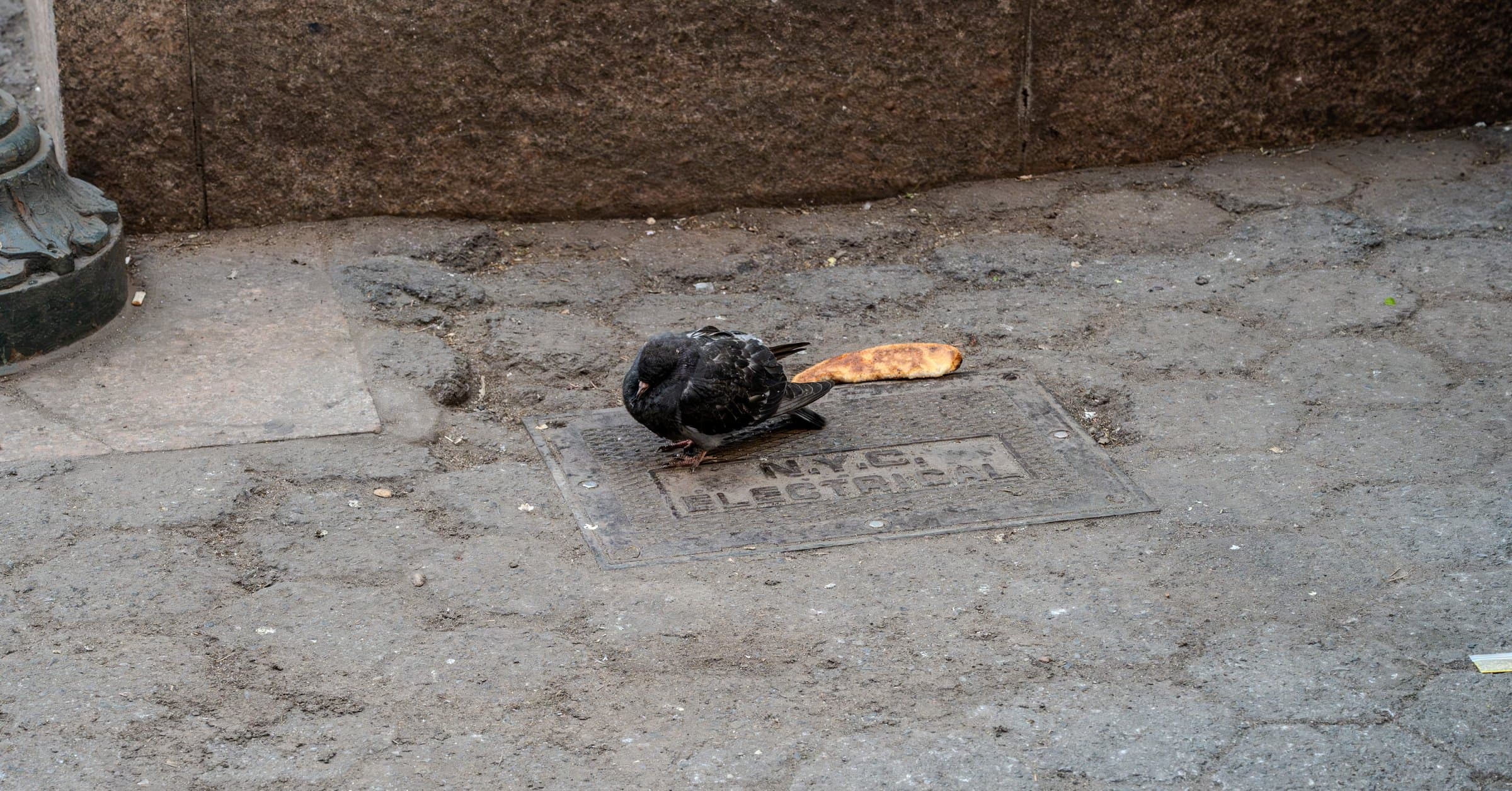 A dark pigeon hunched on an NYC Electrical utility cover next to a discarded slice of pizza on a dirty sidewalk